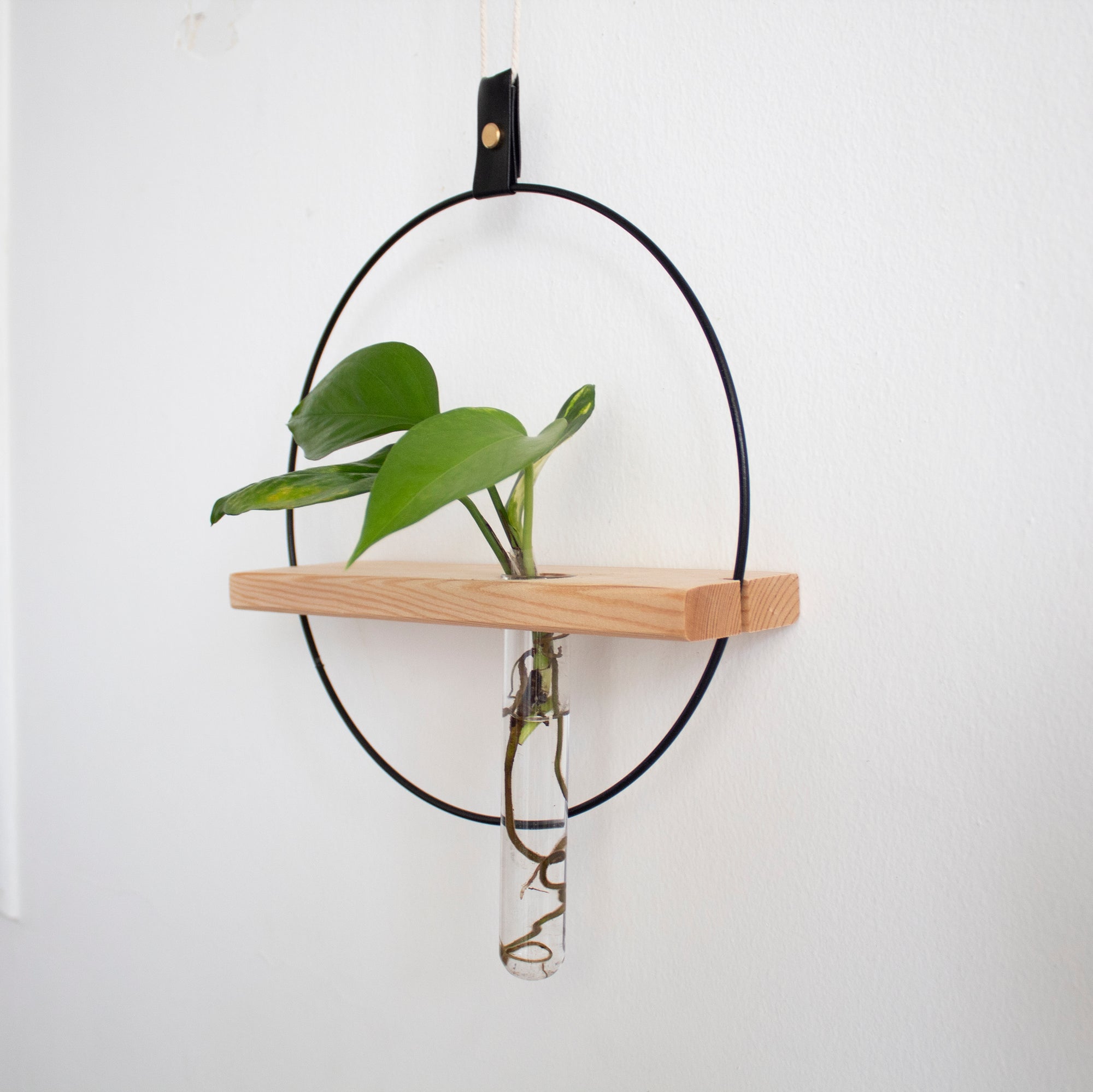 Propagating Shelf Black