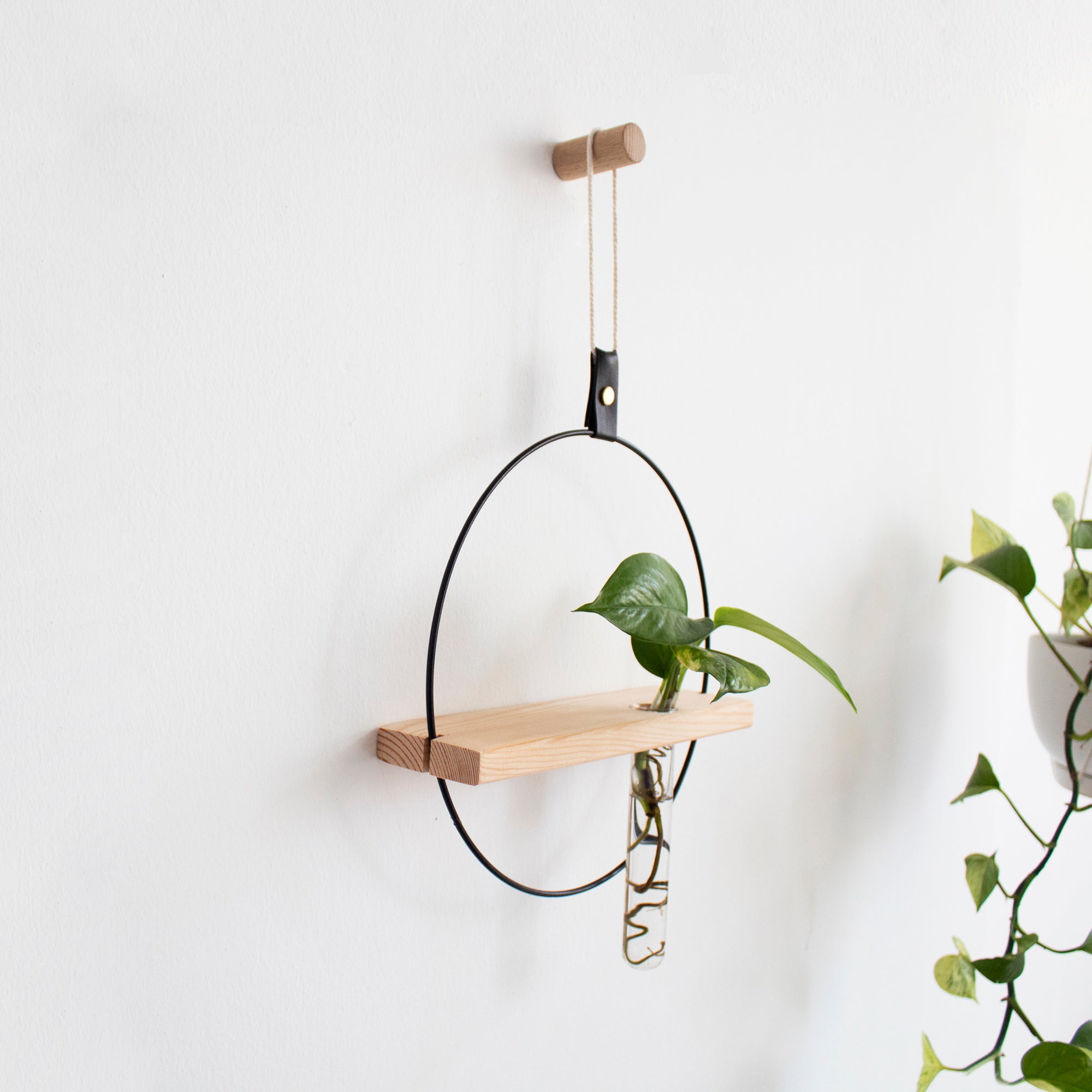 Propagating Shelf Black